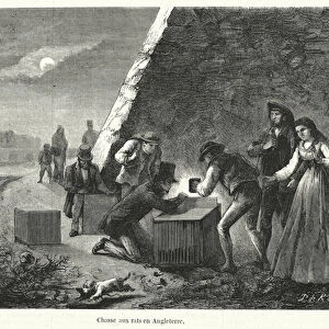 Chasse aux rats en Angleterre (engraving)