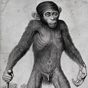Chimpanzee, 1699 (litho)