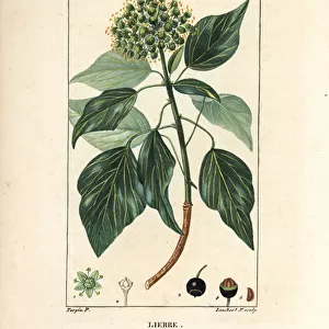 Climbing Ivy - Common ivy, Hedera helix. Handcoloured stipple copperplate engraving by Lambert Junior from a drawing by Pierre Jean-Francois Turpin from Chaumeton, Poiret and Chamberets "La Flore Medicale, "Paris