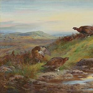 A covey of red grouse by a spring, 1930 (pencil w / c heightened with bodycolour