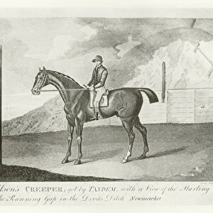 Creeper, foaled 1787 (b / w photo)