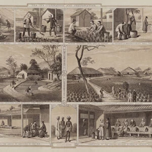 Cultivation and preparation of tea (engraving)