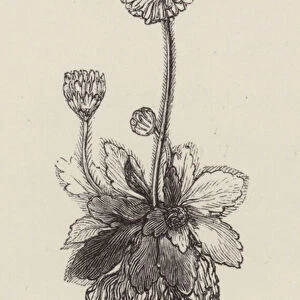 Daisy (engraving)