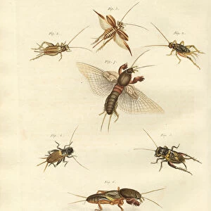 Different kinds of local crickets (coloured engraving)