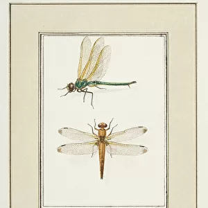 Dragonflies, c. 1755-65 (w/c on paper)