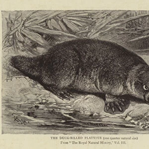 The Duck-Billed Platypus (engraving)