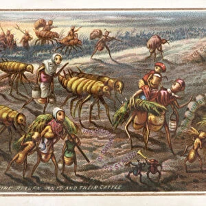 The Evening Return of the Ants and Their Cattle (chromolitho)