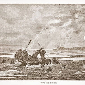 Fight with Walrus, 1876 (engraving)