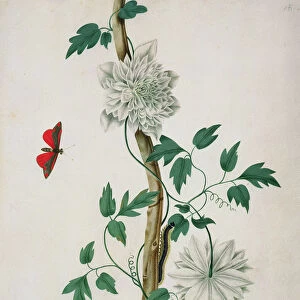 Flower Studies, 18th century (watercolour)