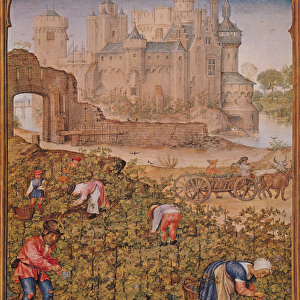 Fol. 9v The Month of September: The Wine Harvest, from Breviarium Grimani, c