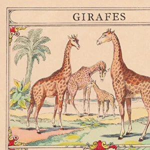 G: Giraffes