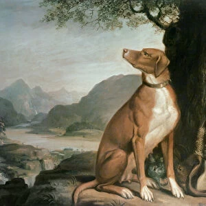 G. M. Johnstons favourite gun dog in a landscape