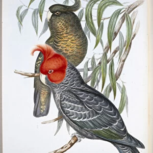 Gang-gang Cockatoo (Callocephalon Galeatum) (hand-coloured litho)