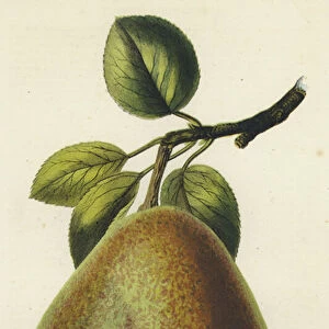 Gansels Bergamot Pear (chromolitho)