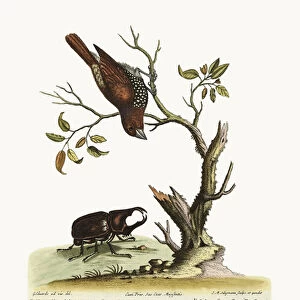 The Gowry Bird, 1749-73 (coloured engraving)