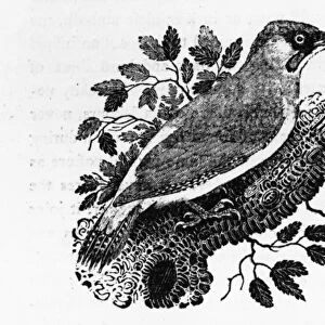 The Green Woodpecker, illustration from A History of British Birds by Thomas Bewick
