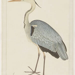 Herons Related Images