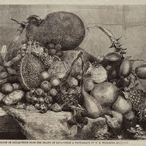 Group of Indian Fruit from the Island of Java (engraving)
