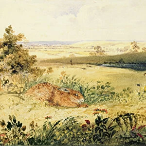 Hare in a Landscape, 1827 (w / c with bodycolour, gum arabic & graphite on paper)