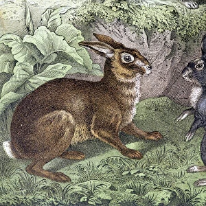 Hare and Rabbit - in "Natural History of Mammals", ed. Schreiber, 1886