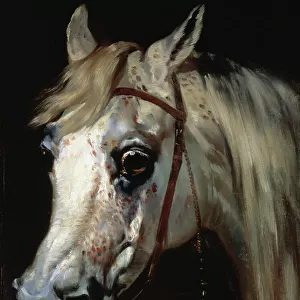 Head of an Arab horse, c. 1840-50 (oil on canvas)