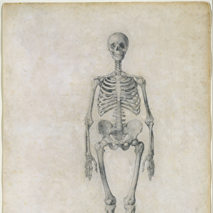The Human Skeleton, anterior view, from the series A Comparative Anatomical