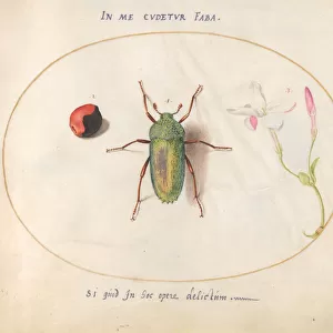 Insect, c. 1575-80 (watercolour and gouache)