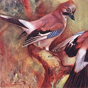 Jays, illustration from Wild Nature & Country Life published by Hodder & Stoughton, c
