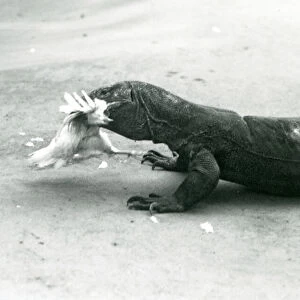 A Komodo Dragon eating a chicken, London Zoo, 1928 (b / w photo)