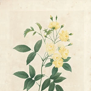 Lady Banks Rose, from Choix des Plus Belles Fleurs et des Plus Beaux Fruits