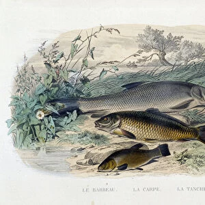 Le barbeau, la carpe et la tenche - in "Histoire Naturelle"by Lacepede, ed