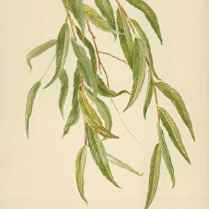 Leaves of the Willow