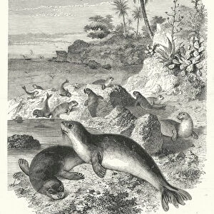 Les Phoques de la Floride (engraving)