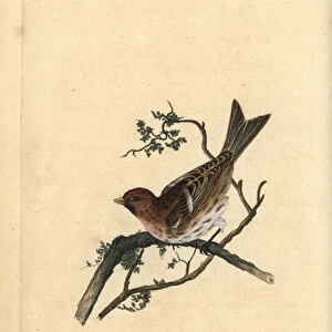 Lesser redpoll, Carduelis cabaret. Handcoloured copperplate drawn and engraved by Edward Donovan from his own "Natural History of British Birds, "London, 1794-1819
