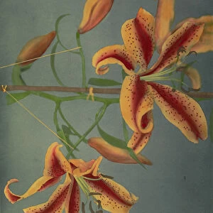 Lily, 1896 (hand-coloured collotype)