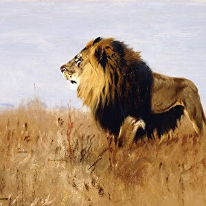 Lion Watching for Prey, (oil on board)