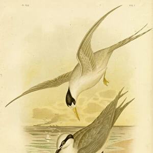 Black Naped Tern