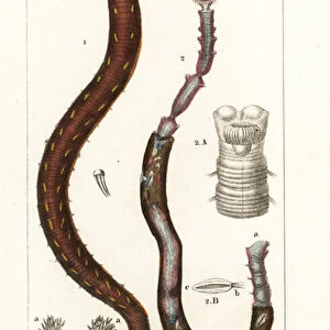 Lugworm or sandworm, Arenicola marina 1, and Clymene amphistoma 2