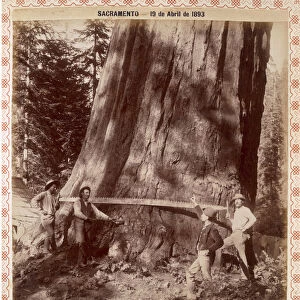 Lumberjacks about to fell a Giant Redwood with a drag saw, Sacramento, California