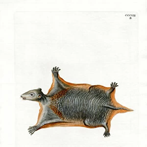 Malayan Flying Lemur (coloured engraving)