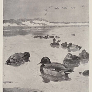 Mallards off the Coast (engraving)