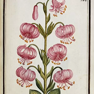 Martagon Lily, c. 1700 (watercolour drawing, framed in black)