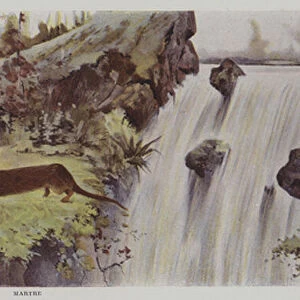 Mink and beaver (colour litho)