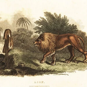 A native of South Africa hunting a lion by luring it into a pit-fall with an animal skin on a stick