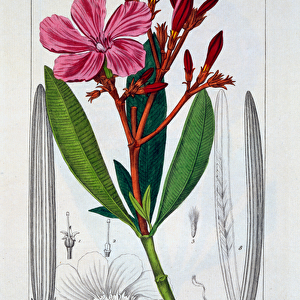 Nerium oleander, 1836 (hand-coloured engraving)