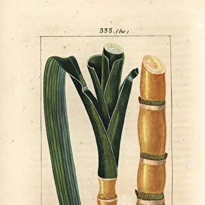 Noble cane - Sugar cane, Saccharum officinarum, stalk and leaf. Handcoloured stipple copperplate engraving by Lambert Junior from a drawing by Pierre Jean-Francois Turpin from Chaumeton, Poiret and Chamberets "La Flore Medicale