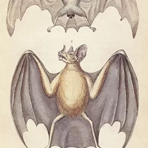Northern Ghost Bat