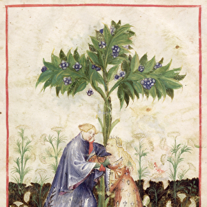 Nouv Acq Lat 1673 fol. 41 Fennel, from Tacuinum Sanitatis, c. 1390-1400 (vellum)