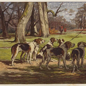 Pack of hounds waiting for a fox hunt to begin (colour litho)