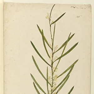 Page 146. Acacia suaveolens, c. 1803-06 (w / c, pen, ink and pencil)